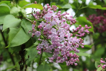 A bright bunch of flowers bloomed on a lilac bush in spring