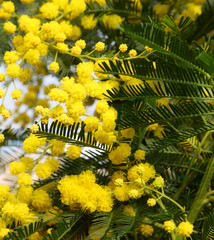 Small yellow flowers of Mimosa