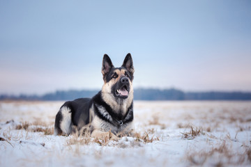dog in the winter in the snow. sitting portrait east european shepherd in nature