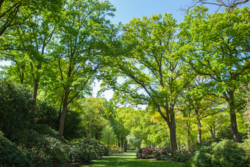 Fototapeta na wymiar Green trees and lawn in a public park.