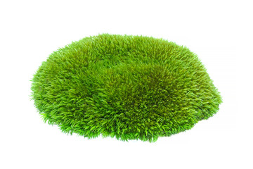 Green moss isolated on a white background close-up. moss on a white background. Full focus. No...