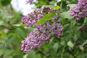 A bright bunch of flowers bloomed on a lilac bush in spring