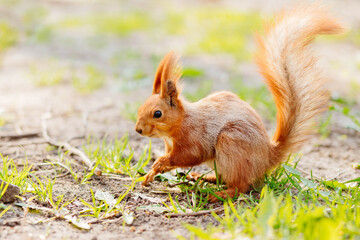 red squirrel on green grass eating nut