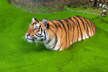 The tiger in the pond is looking at something interesting. (Panthera tigris corbetti) in the natural habitat, wild dangerous animal in the natural habitat, in Thailand.