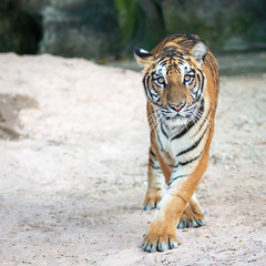 The tiger was looking at me with interest.