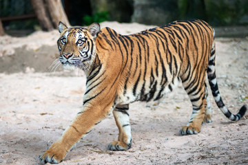 The tiger looked something on the tree.