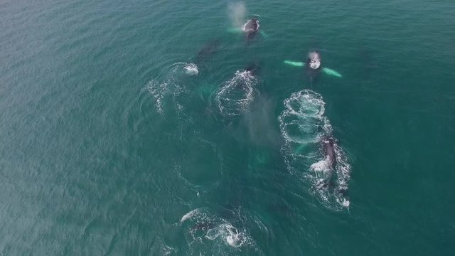 Humpback Whale Watching off Isla Conadora, Las Perlas Panama