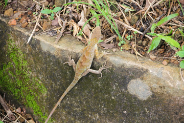 Lizard-like reptile climbing a rock in Thailand