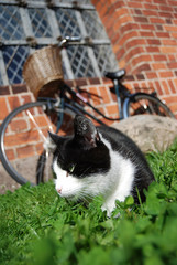 cat on the grass