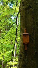 
Bird feeder on the tree. In the background a green forest