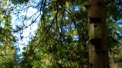 
Bird feeder on the tree. In the background a green forest