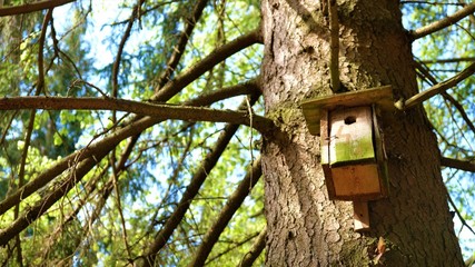 
Bird feeder on the tree. In the background a green forest