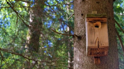 
Bird feeder on the tree. In the background a green forest