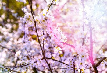 Spring blossoms in bright sunlight