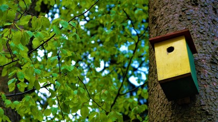 
Bird feeder on the tree. In the background a green forest