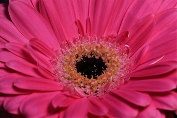 Gerbera close up, pink-lila makro