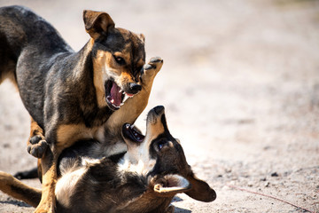 Angry dog attacks. The dog looks aggressive and dangerous.