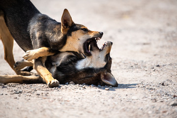 Angry dog attacks. The dog looks aggressive and dangerous.