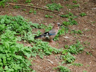Jay in a clearing in the forest.