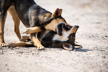 Angry dog attacks. The dog looks aggressive and dangerous.