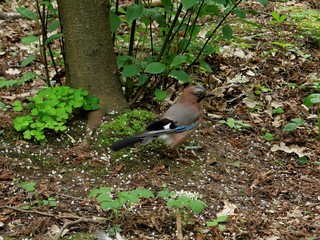 Jay in the spring forest