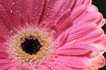 Pink Gerbera close up mit feinen Wassertropfen
