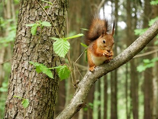 Squirrel on a tree branch in the forest.