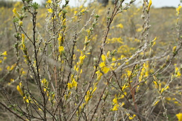 field of yellow flowers, spring meadow landscape,  tall plants