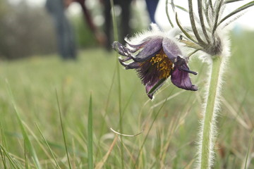 closeup of pasque-flower  on meadow, spring field, view from bottom