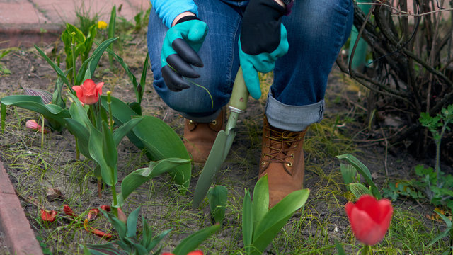 Senior adult woman in gloves is planting seedling tulpin flowers in soil in the backyard garden. Closeup on gardener's hands.