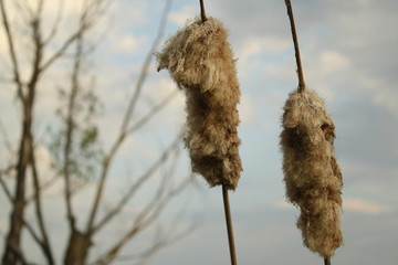 landscape near pond, close up of two fluffy canes, spring