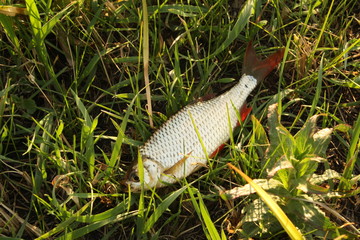 one catched fish on green grass,  fresh fish out of water