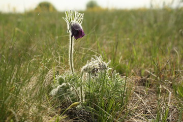 closeup of pasque-flower  on meadow, spring field, view from bottom