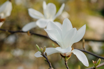 Magnolia flower bloom on background of blurry Magnolia flowers on Magnolia tree.