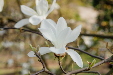 Magnolia flower bloom on background of blurry Magnolia flowers on Magnolia tree.