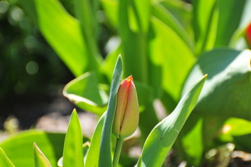 Tulipan