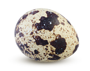 Small quail egg whole isolated on white background. Detailed closeup of spotted quail egg