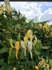 yellow flowers in the garden