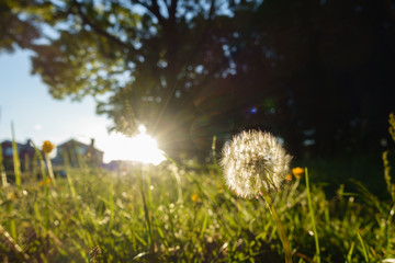 Close view of a dandelion head with bright sunlight and housing in background.It is on an un mown...