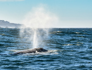 spouting whale © Images by Downing