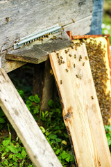 Bees flying with nectar to yellow beehive, close up view with meadow background. Apiculture concept