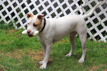 Perro pit bull blanco de manchas café feliz con su hueso 
