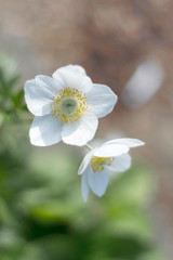 White flowers on a blurry background close-up.