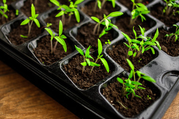 Young green tomato seedling in seedling tray, close up