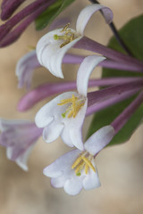 Lonicera implexa Mediterranean honeysuckle climbing plant with elongated flowers of purple stem white petals with stamens and yellow pistil on greenish brown background