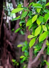 green leaves on a tree