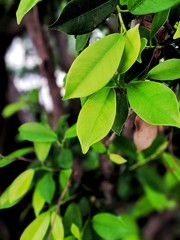green leaves on the tree
