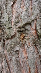 Pień sosny z sękiem. © WalDec