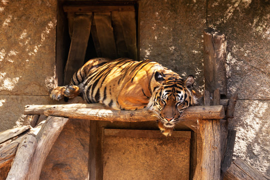 Panthera tigris sumatrae - Sumatran tiger resting and sleeping on a wooden board.