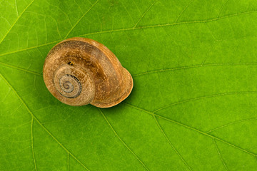 lockdown, home office, snail shell on green leaf © PeWi